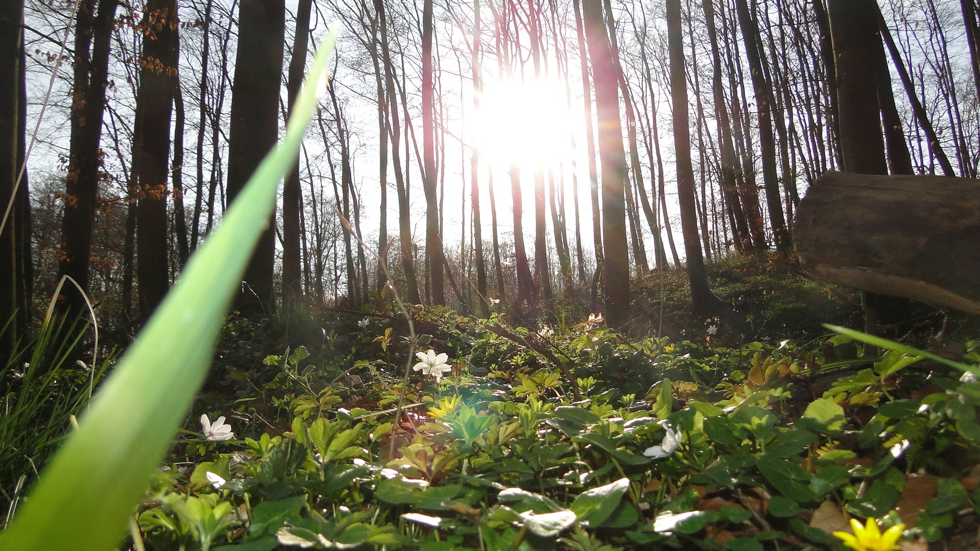 Wald mit Blumen und Sonne scheint durch die Bäume